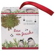 Wunder der Weihnacht - Rose von Jericho Wunder der Weihnacht - Rose von Jericho