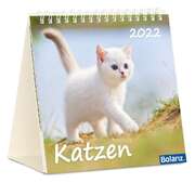 Katzen 2021 Katzen 2021