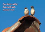 Postkarten Vögel, 6 Stück Postkarten Vögel, 6 Stück