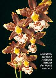 Postkarten Orchideen, 6 Stück