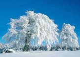 Faltkarten Winterbäume, 5 Stück
