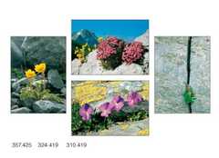 Faltkartenbox Blumen zwischen Steinen, 4 Stück