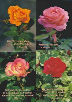 Postkartenserie Rosen, 12 Stück